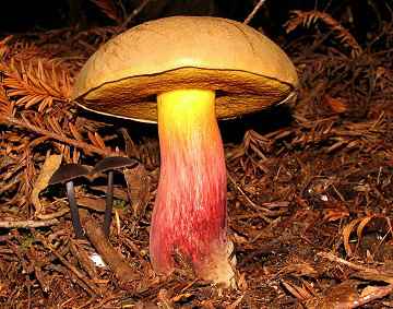 Boletus rubripes