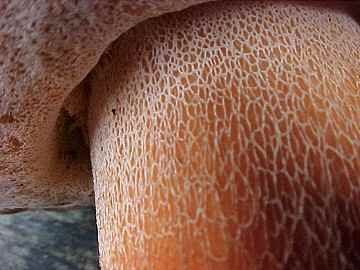 edulis complex reticulations
