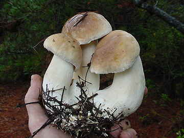 Boletus edulis