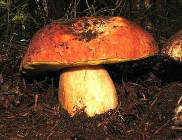 Boletus appendiculatus