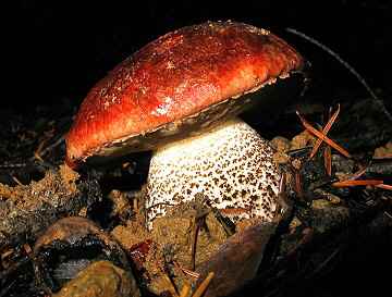 Leccinum manzanitae