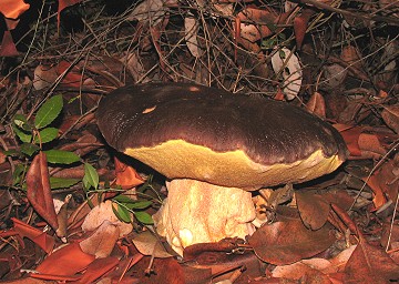 Boletus aereus