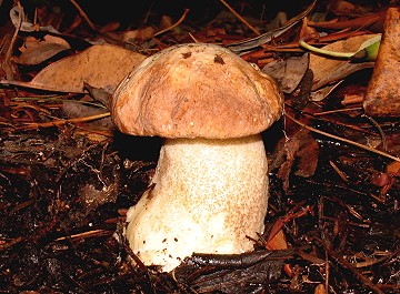 Leccinum manzanitae