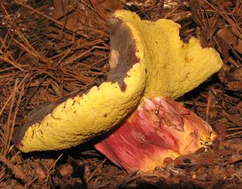 Boletus sp.