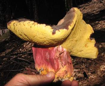 Boletus sp.