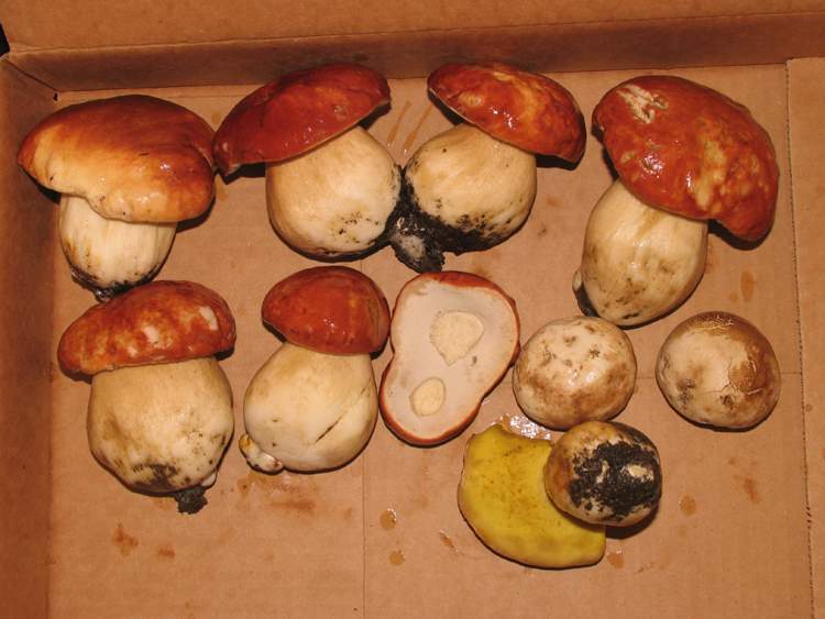 Boletus rex-veris