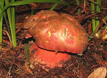 Boletus satanus