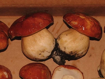 Boletus rex-veris