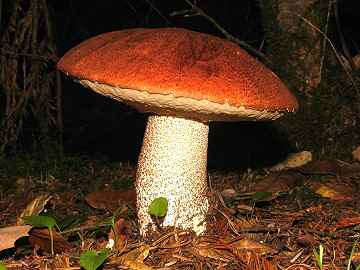 Leccinum manzanitae