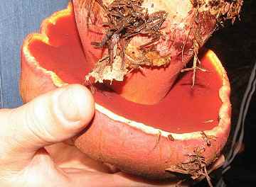 Boletus satanus underside