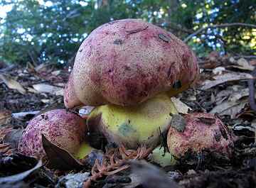 Boletus regius