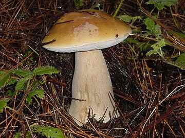 Boletus edulis