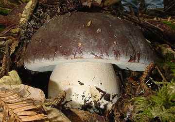 Boletus aereus