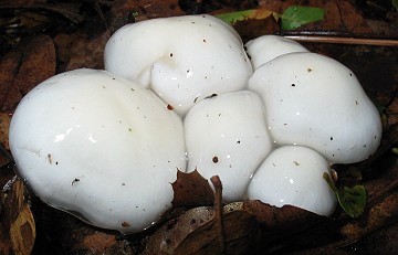 Suillus sp.