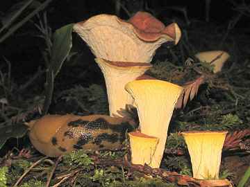Gomphus floccosus