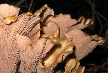 Gomphus clavatus