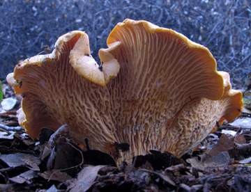 Cantharellus californicus