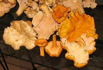 More Chanterelles