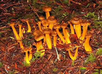 Cantharellus tubaeformis
