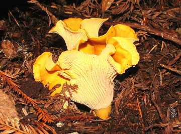 Cantharellus cibarius