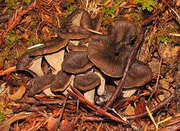 Craterellus  cornucopiodes