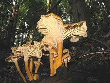 Cantharellus tubaeformis
