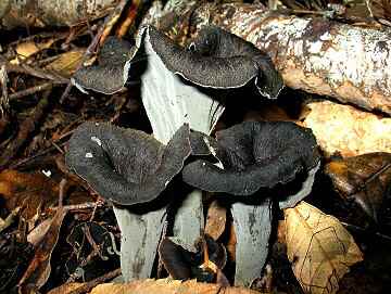 Craterellus cornucopioides