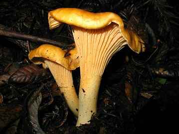 Cantharellus cibarius