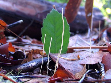 Clavaria species