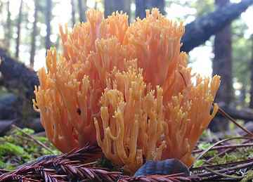 Ramaria sp.