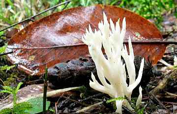 Clavulina cristata