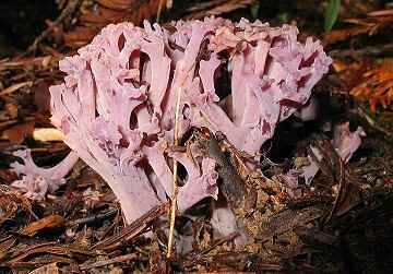 Clavulina amethystina