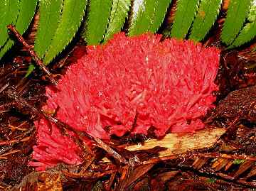 Ramaria sp.