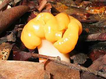 Cudonia circinans
