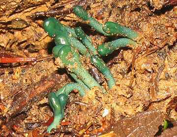 Microglossum viride
