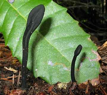 Trichoglossum hirsutum