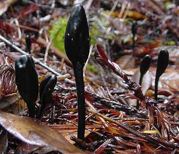 Trichoglossum hirsutum