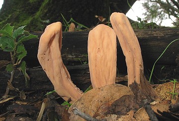 Clavariadelphus pistillaris