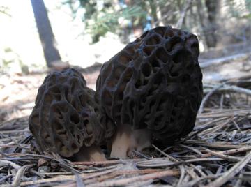 Morchella elata
