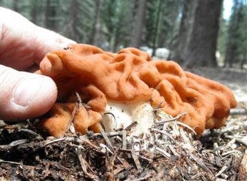 Gyromitra montana