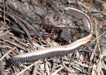 Millipede