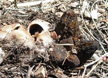 Sarcosphaera crassa and Morchella elata