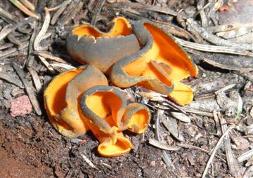 Caloscypha fulgens
