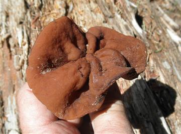 Discina perlata