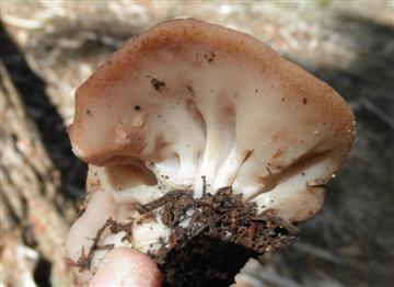 Discina perlata