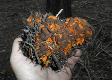 Caloscypha fulgens