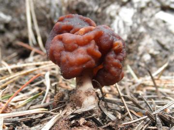 Gyromitra esculenta