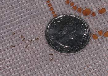 Ants