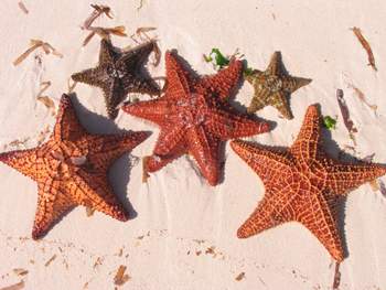 images/mushrooms/forays/belize/Belize Creatures-350 & 1400/Cushion Star-6 Legs-001-1400.JPG