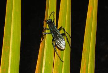 Tarantula Hawk